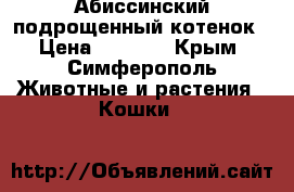 Абиссинский подрощенный котенок › Цена ­ 7 000 - Крым, Симферополь Животные и растения » Кошки   